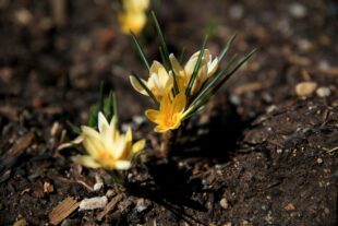 Some Surprising Benefits of Grief 1