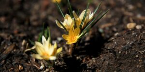 Some Surprising Benefits of Grief 2